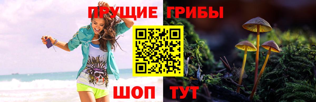Псилоцибиновые грибы Psilocybine cubensis Бузулук